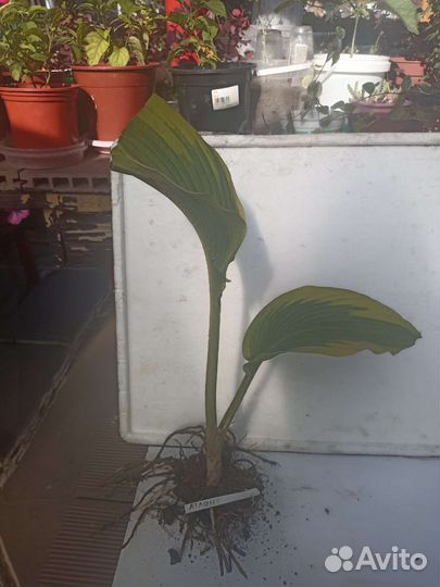 Хоста и барбарис