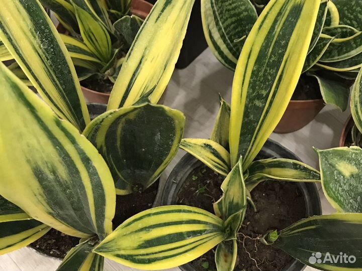 Сансевиерия Голден Флейм и Ханни Маргината