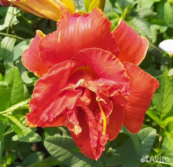 Лилейники то