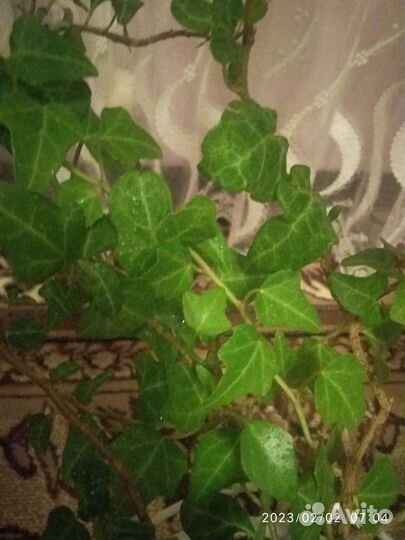 Срезы Хедера, Нематантус (золотая рыбка), Хойя