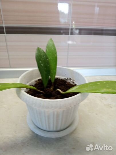 Хойя мясистая