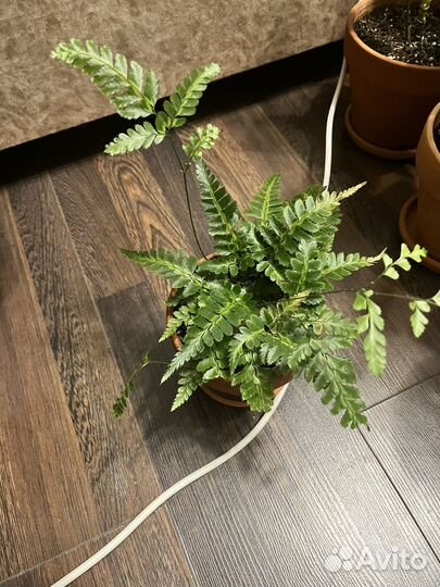 Домашние ароидные и не только от