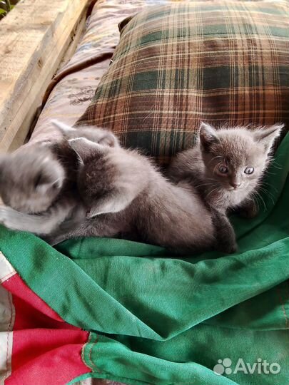 Котята в добрые руки бесплатно