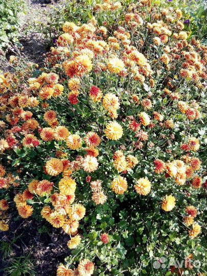 Хризантема