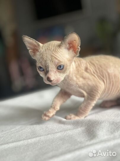 Котята сфинкс