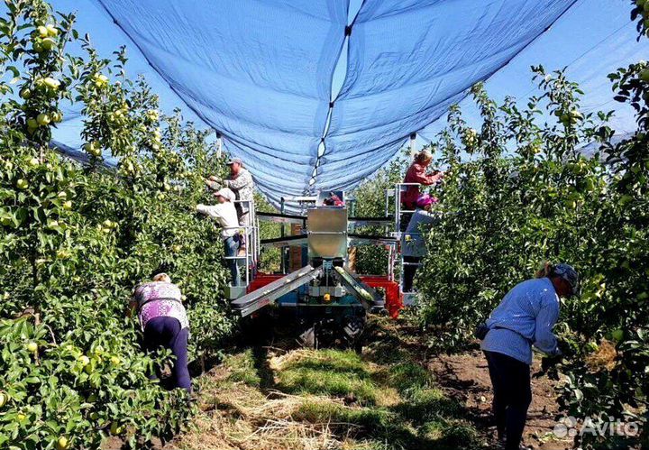 Сборщик яблок в саду с проживанием