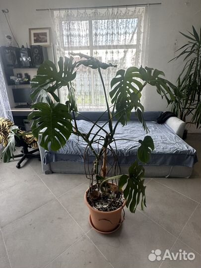 Комнатное растение Монстера