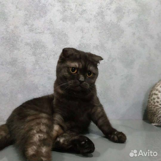 Шотландская кошка в добрые руки