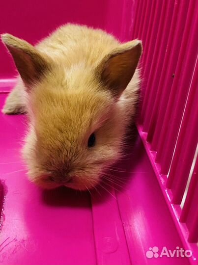 Карликовые мини крольчата