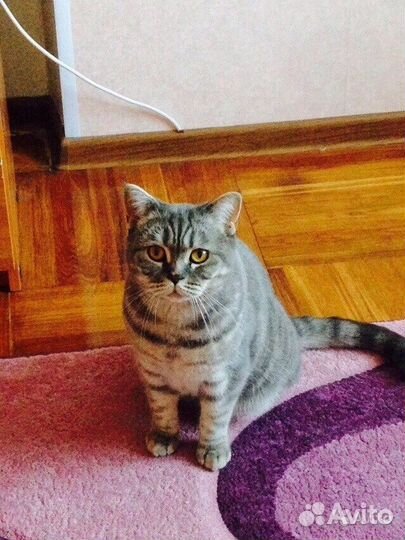 Британка голубое золото в любящие руки