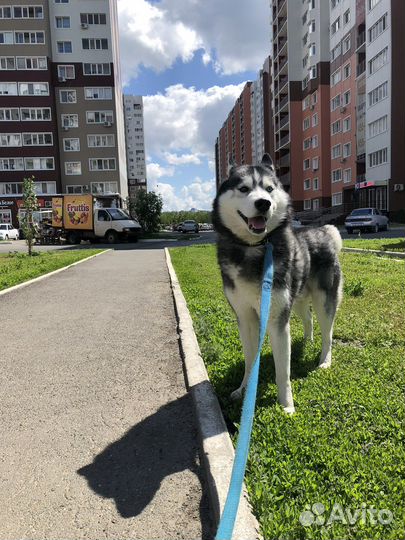 Хаски в добрые руки
