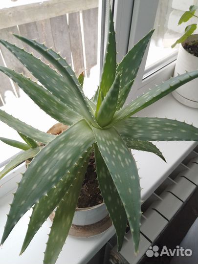 Алоэ лечебный