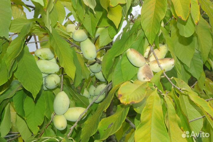 Азимина саженцы и семена крупноплодной формы Почта