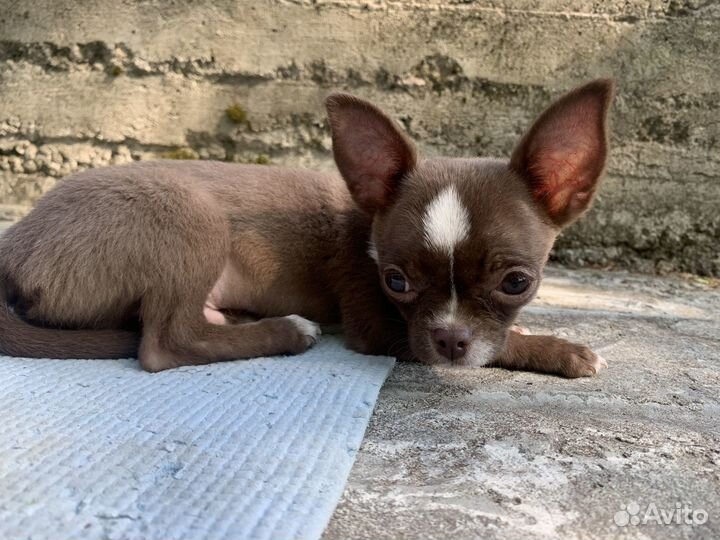Щенки чихуахуа
