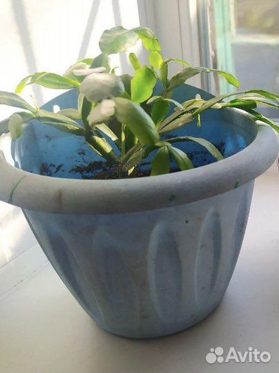 Комнатные цветы (разные)