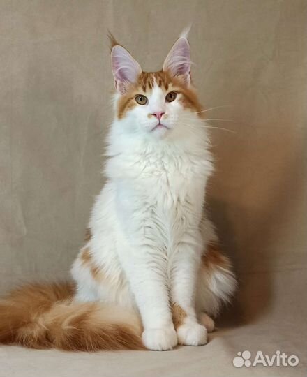 Котята мейн-кун