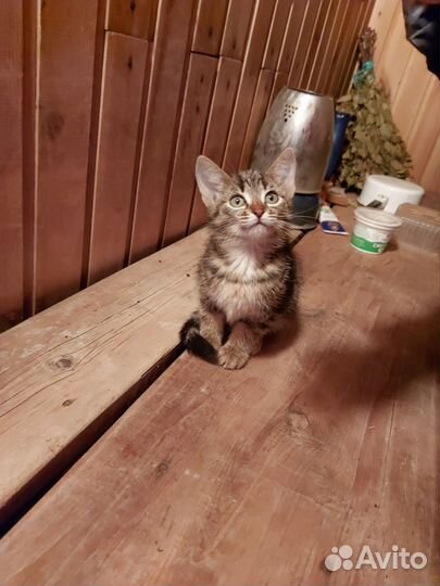 Котята в добрые руки приучены к лотку