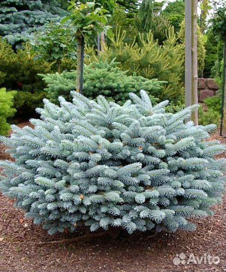 Ель голубая карликовая Карпатен (Глаука Глобоза)
