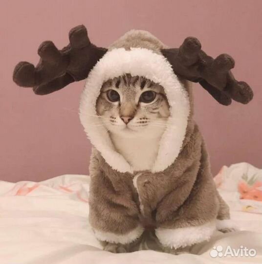 Костюмчик для собак и кошек