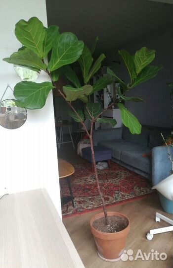 Фикус лирата