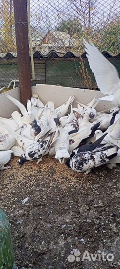 Продажа голубей