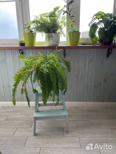 Папоротник