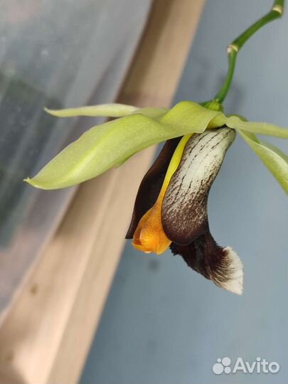 Coelogyne Lyme Bay (speciosa x usitana)