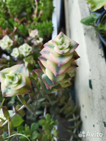 Суккуленты