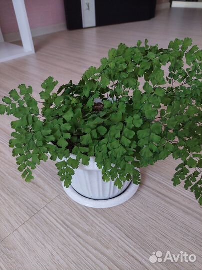 Венерин волос