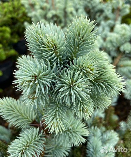 Ель глаука глобоза