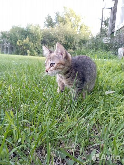 Кошка в дар бесплатно