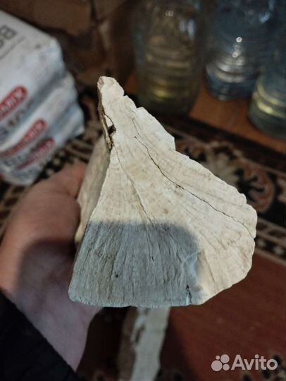 Окаменелое дерево. Торг