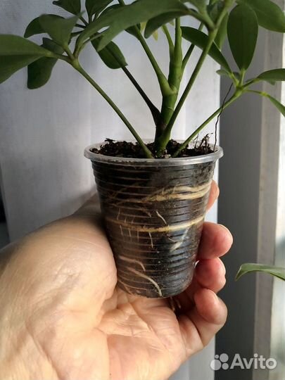 Шеффлера зеленая