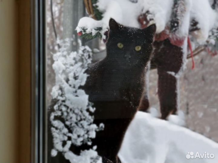 Черная кошка на белом снегу возьми в дар бесплатно