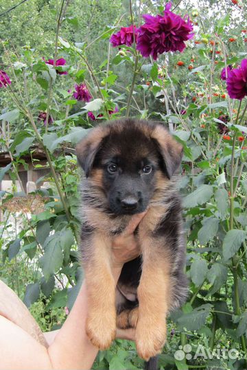 Чистопородные щенки из питомника