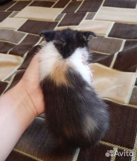 Кошка в дар бесплатно