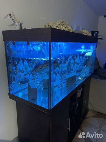 Аквариум с обитателями