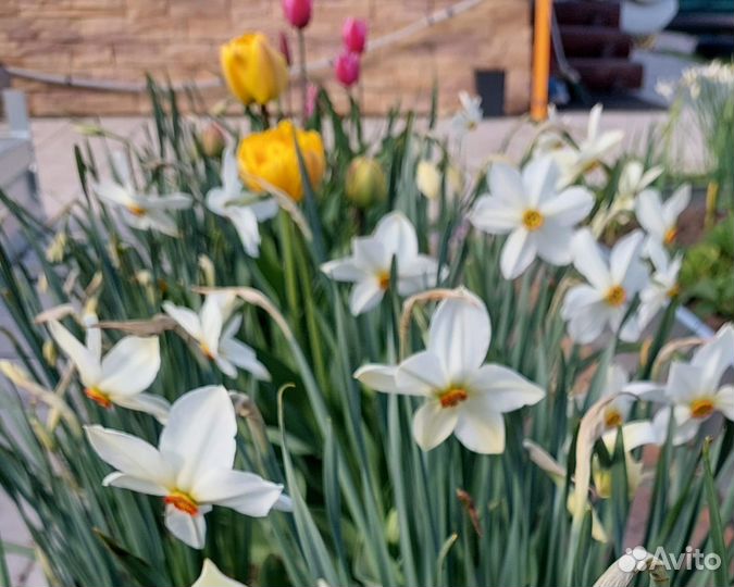 Луковицы нарциссов