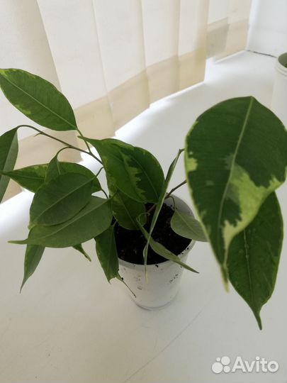 Фикус бенджамина Gold Princess