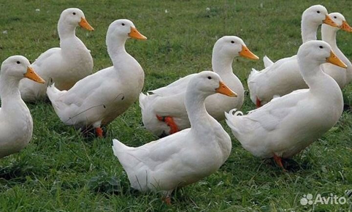 Индюки биг 6 на мясо