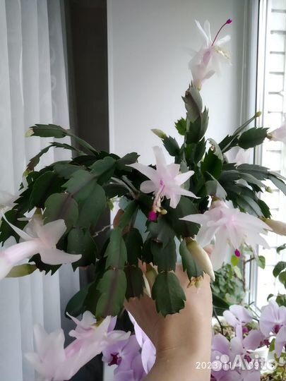 Традесканция