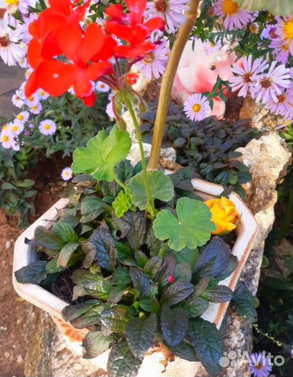 Живучка ползучая почвопокровная (отправлю почтой)