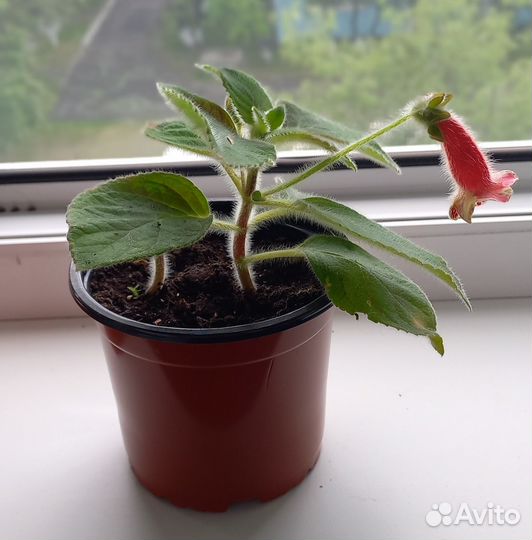 Комнатные цветы Калерия, Молочай, Клеродендрум Том