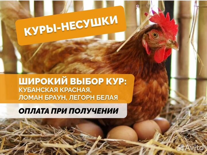 Куры несушки Легорн белая