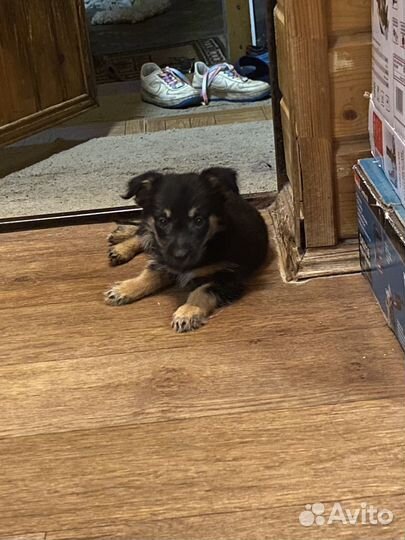 Маленький охранник в дар