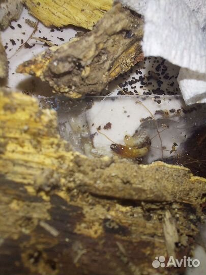 Муравьи для фермы