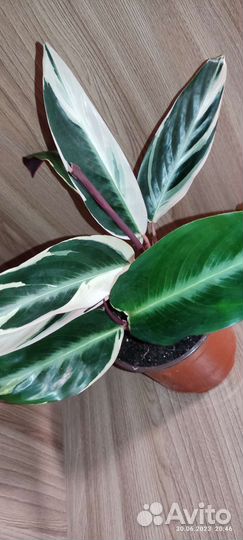 Строманта Триколор, 2 года