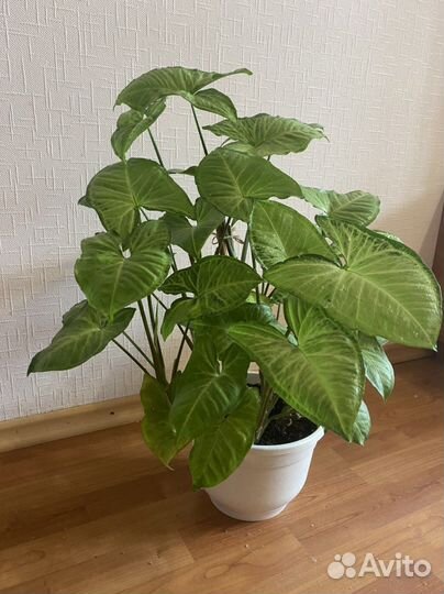 Сингониум батерфляй