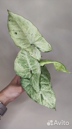 Сингониум фриклес