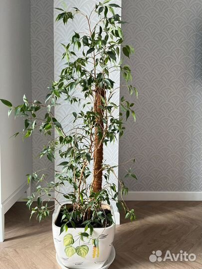 Фикус бенджамина